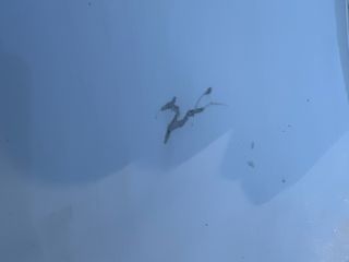 bontott OPEL ASTRA H Bal első Ajtó (Üres lemez)