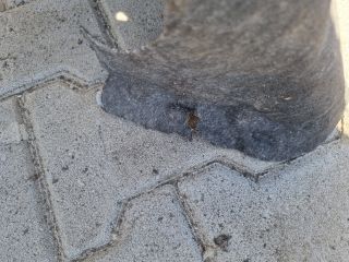 bontott OPEL ASTRA K Jobb első Első Dobbetét (Kerékjárati, Műanyag)