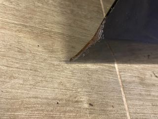 bontott OPEL INSIGNIA Jobb első Ajtó (Üres lemez)