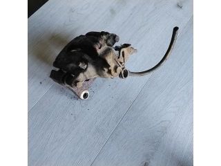 bontott OPEL VIVARO Jobb hátsó Féknyereg Munkahengerrel