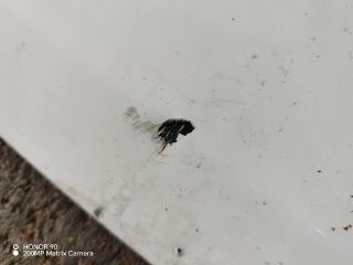 bontott PEUGEOT BOXER Motorháztető