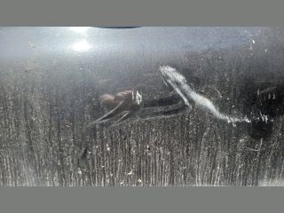 bontott RENAULT CLIO II Bal első Ajtó (Üres lemez)