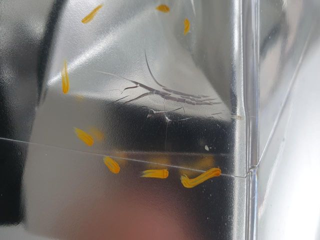 bontott RENAULT ESPACE IV Bal Fényszóró