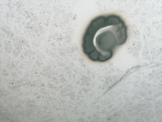 bontott RENAULT KANGOO Első Szélvédő