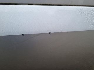 bontott RENAULT KOLEOS Bal első Ajtó (Üres lemez)