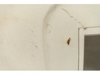 bontott RENAULT MASTER Jobb Tolóajtó (Üres lemez)