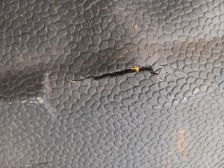 bontott RENAULT MASTER Padlószőnyeg