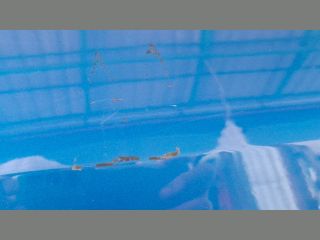 bontott RENAULT MEGANE II Bal első Ablak