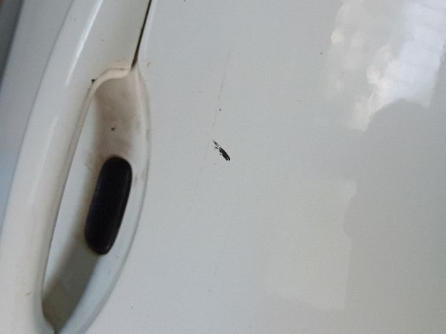 bontott RENAULT SCÉNIC II Jobb első Ajtó (Részeivel)