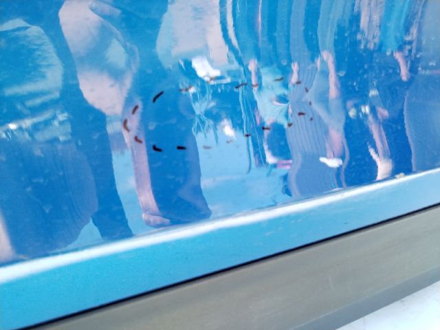 bontott SKODA ENYAQ Jobb hátsó Ajtó (Üres lemez)