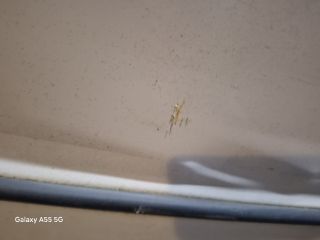 bontott SKODA FABIA I Bal hátsó Ajtó (Részeivel)