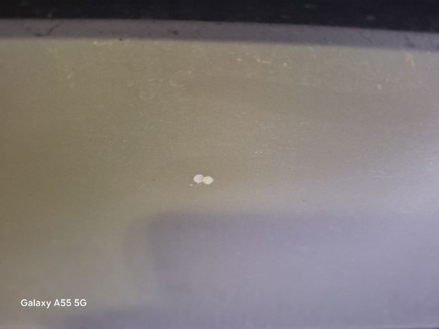 bontott SKODA FABIA I Jobb hátsó Ajtó (Részeivel)