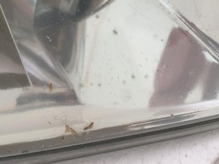 bontott SKODA OCTAVIA II Jobb Fényszóró