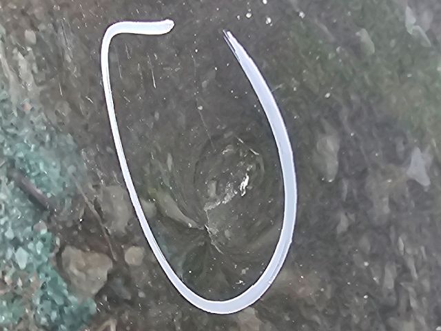 bontott SKODA OCTAVIA III Bal hátsó Ajtó (Üres lemez)