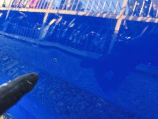 bontott SKODA RAPID Jobb hátsó Ajtó (Üres lemez)