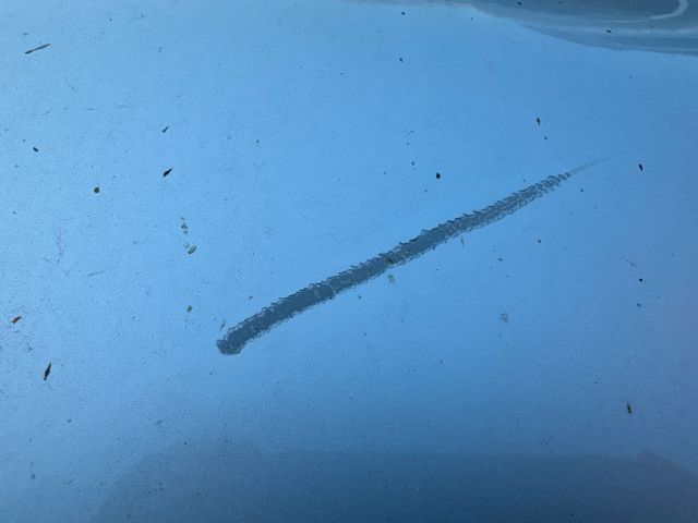 bontott SKODA SUPERB I Jobb hátsó Ajtó (Üres lemez)