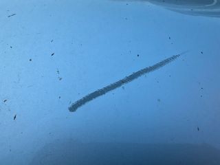 bontott SKODA SUPERB I Jobb hátsó Ajtó (Üres lemez)