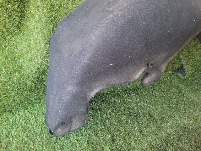 bontott SUZUKI BALENO Jobb hátsó Dobbetét (Kerékjárati, Műanyag)