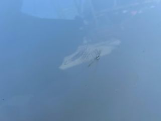 bontott SUZUKI SWIFT IV Jobb első Ajtó (Üres lemez)