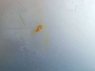 bontott TOYOTA CARINA Csomagtérajtó (Üres lemez)