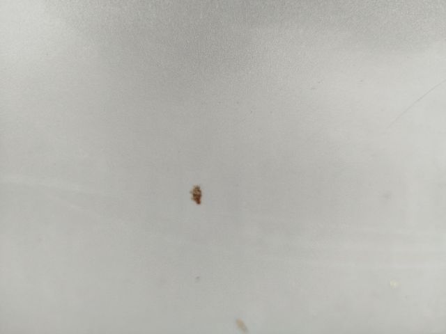 bontott TOYOTA PREVIA Bal Tolóajtó (Üres lemez)