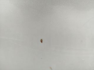 bontott TOYOTA PREVIA Bal Tolóajtó (Üres lemez)