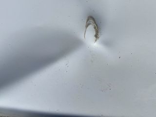 bontott TOYOTA PROACE CITY VERSO Bal hátsó Ajtó (Részeivel)