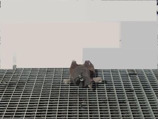 bontott TOYOTA RAV 4 Bal első Fékkengyel