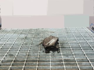 bontott TOYOTA RAV 4 Vákumpumpa