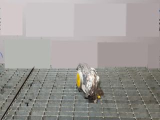 bontott TOYOTA RAV 4 Bal első Biztonsági Öv