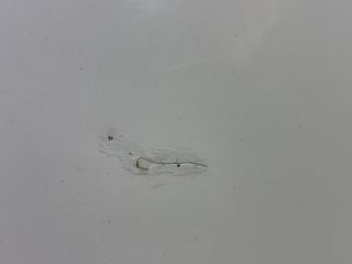 bontott VW CADDY Motorháztető