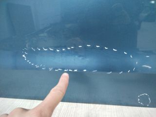 bontott VW GOLF SPORTSVAN Bal első Ajtó (Üres lemez)