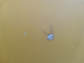 bontott VW PASSAT B5 Motorháztető