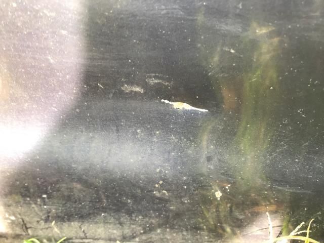 bontott VW POLO CLASSIC Jobb első Ajtó (Üres lemez)